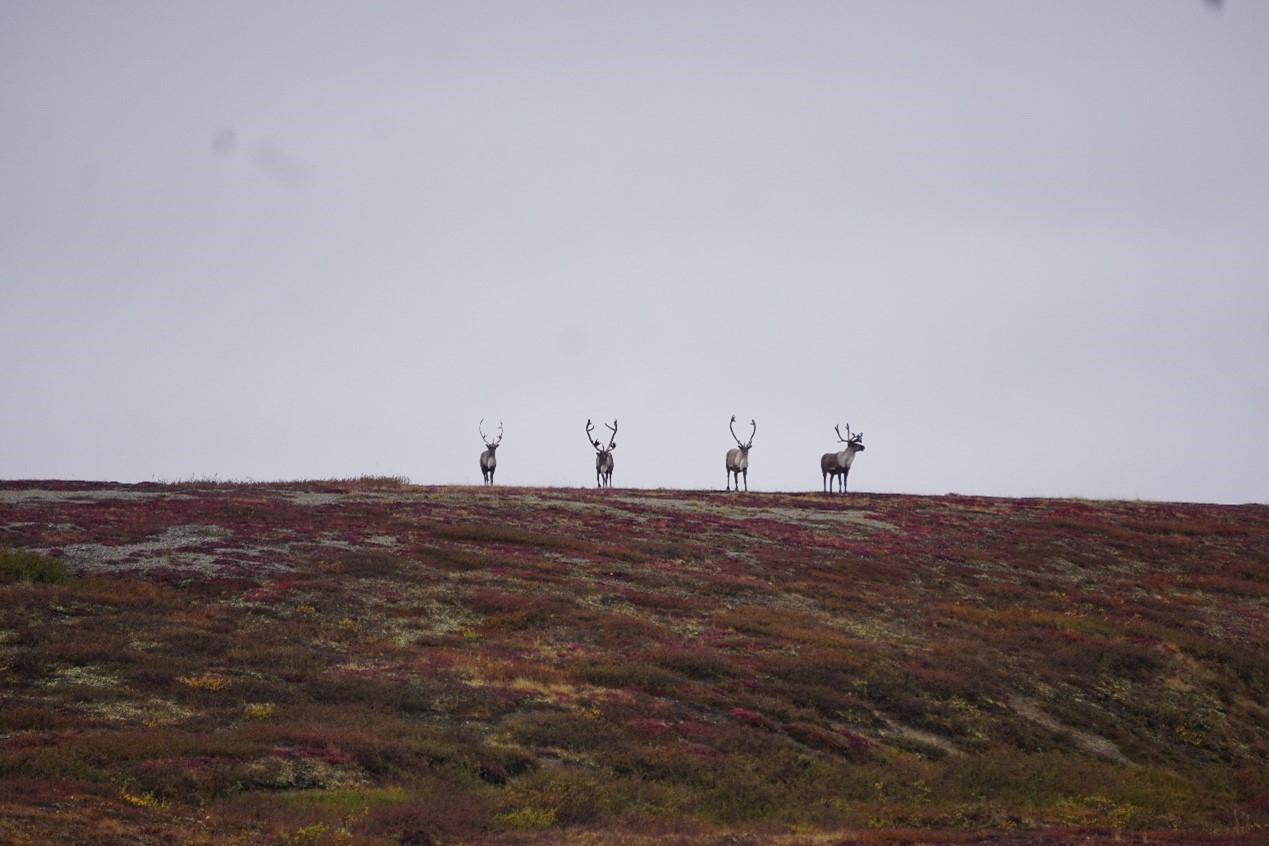 Caribou standing on an esker behind the camp on Kǫk’èetı̀ (Contwoyto Lake). Photo credit: Aimee Guile, WRRB, 2020. 