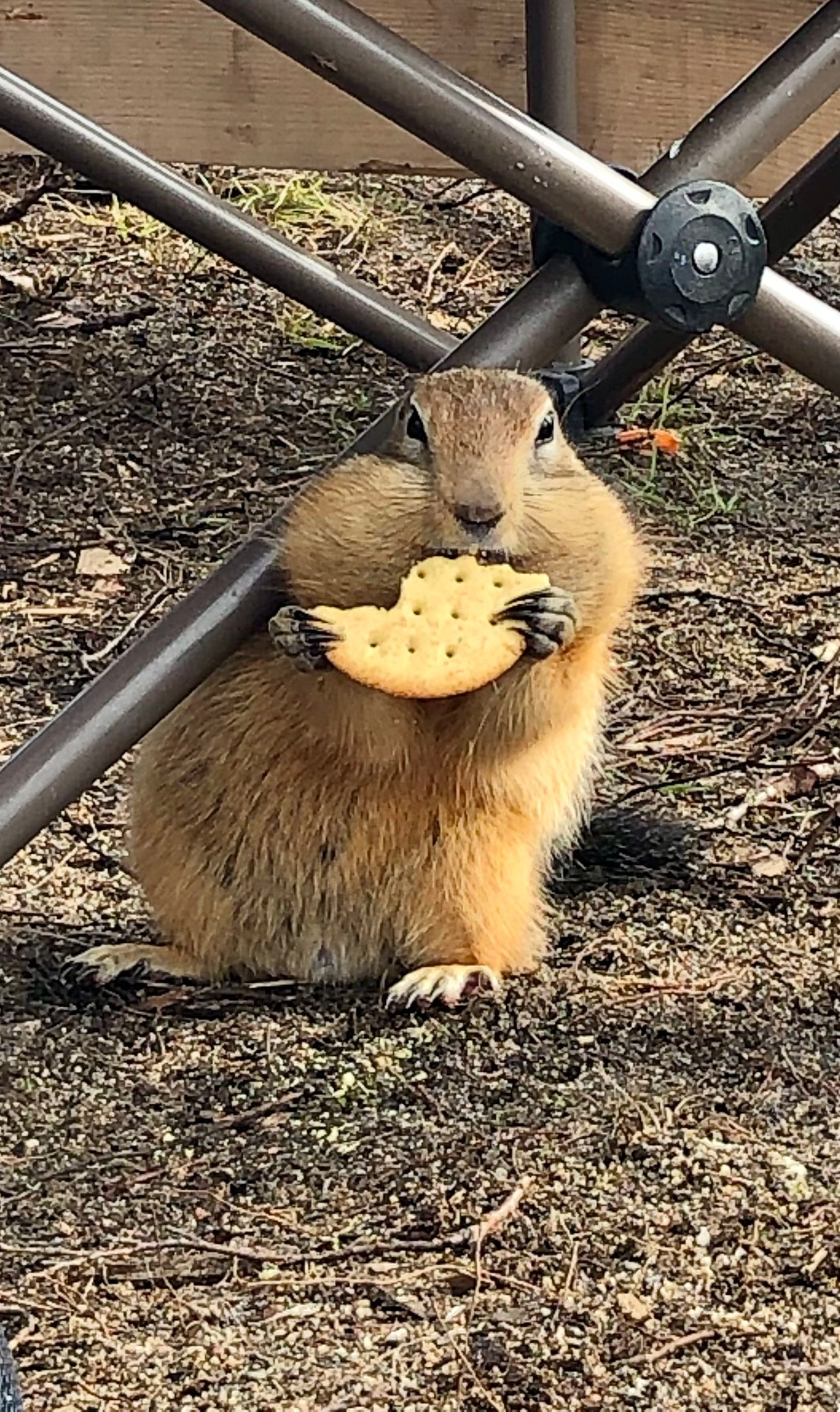 A ground dlòo (squirrel) feasts on a cracker at the Ekwǫ̀ Nàxoèhdee K’è camp. Photo credit: Aimee Guile, WRRB. 