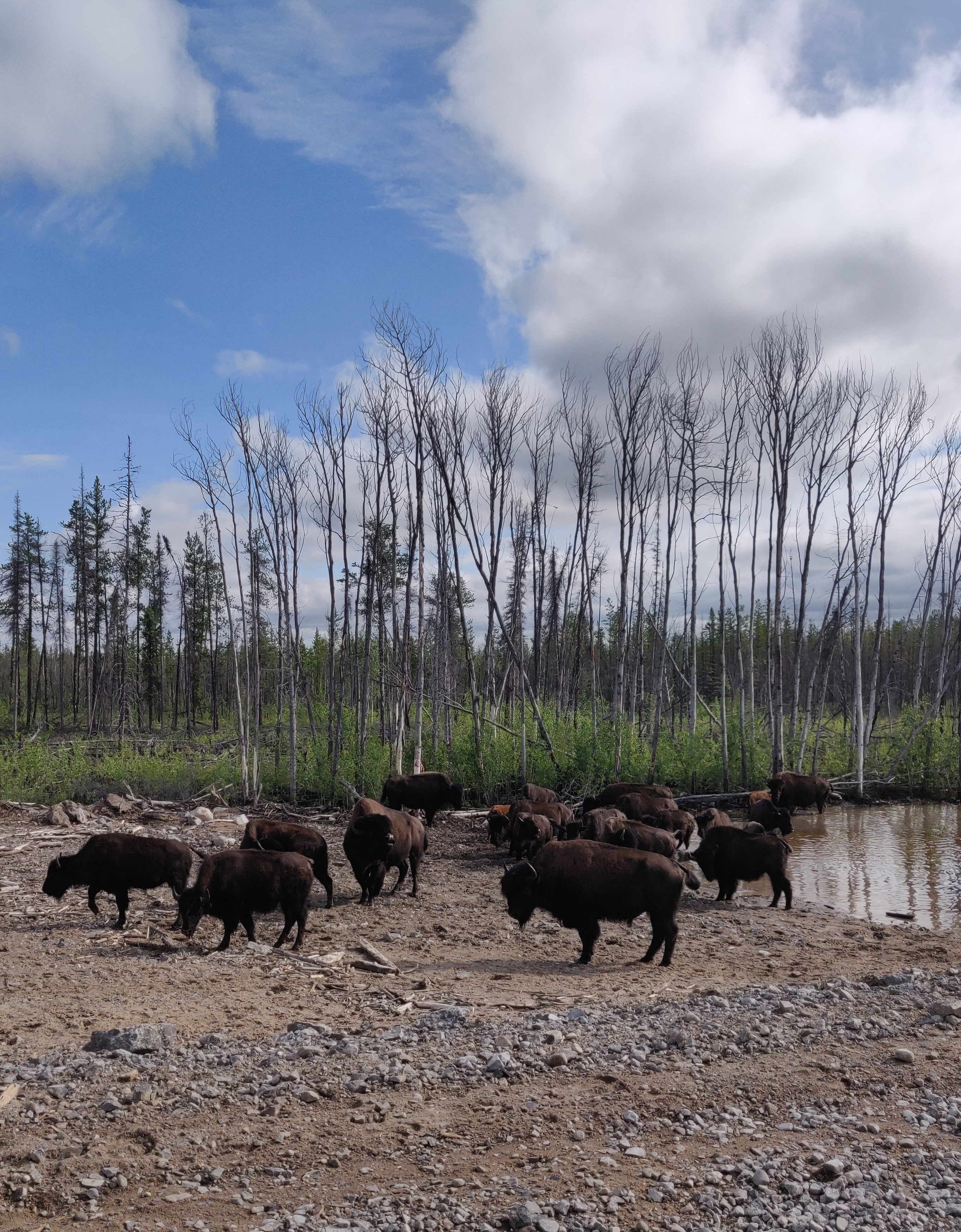 Bison on the side of the road. Photo Credit: Laura Meinert.