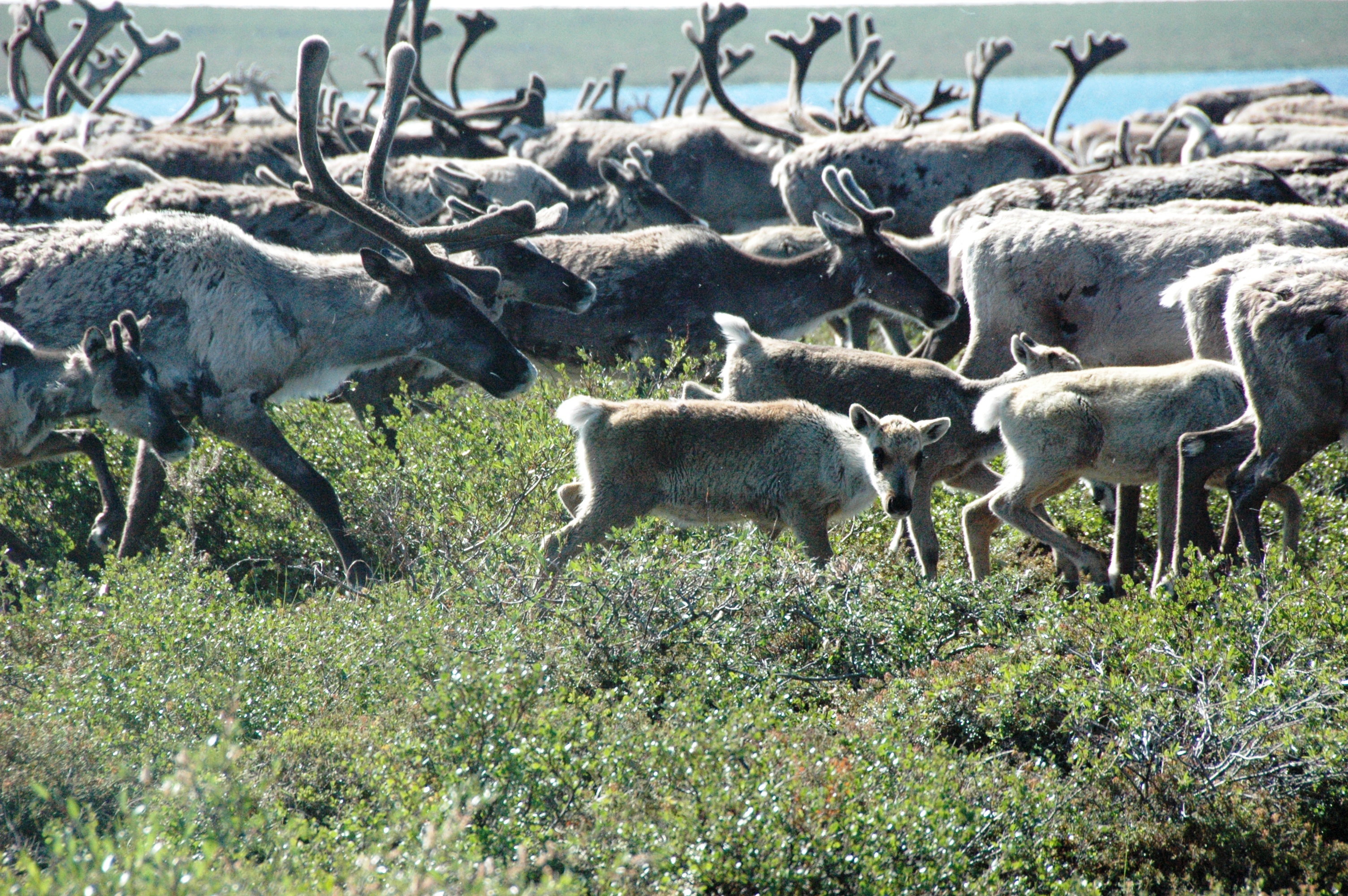 Photo Credit: Bruno Croft