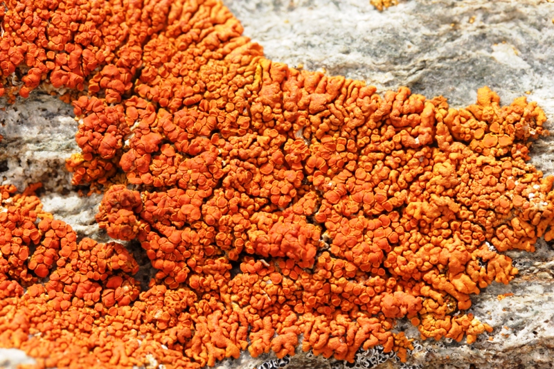 Elegant Sunburst Lichen (Photo:  By Björn S... [CC BY-SA 2.0], via Wikimedia Commons)