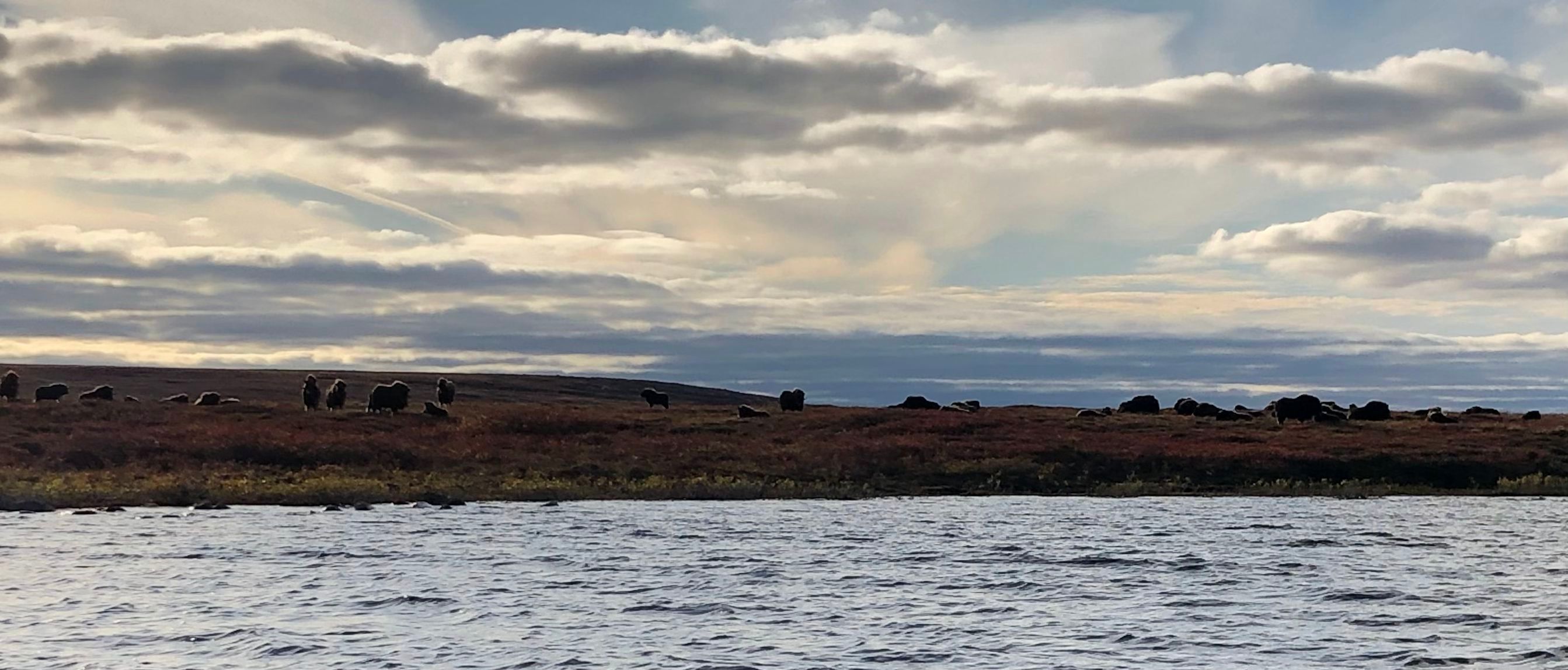 Hozı̀ı edzıe (muskoxen) grazing on the shoreline of Kǫ̀k’èetı̀ (Contwoyto) lake. Photo credit: Aimee Guile, WRRB. 