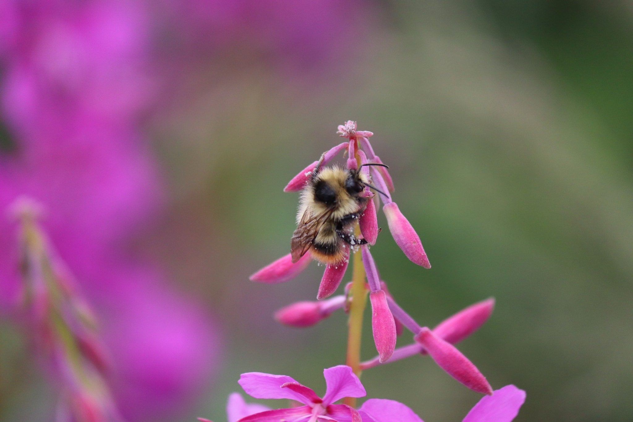 Photo Credit: Catherine Graydon