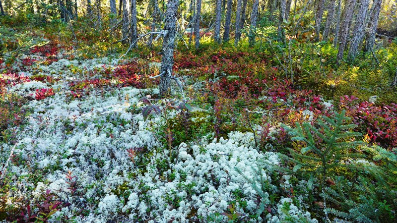 Lichen on taiga forest floor near Whatì  (Photo:  Susan Beaumont, WRRB)