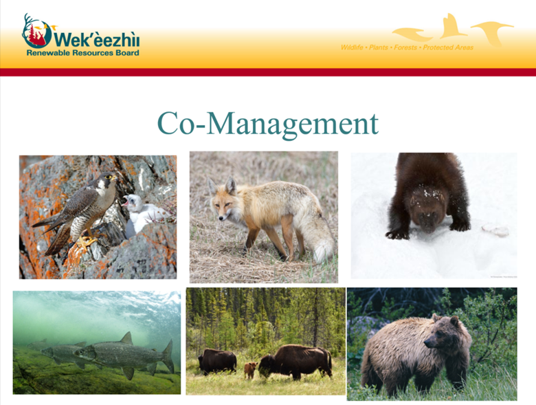 Co-management is an important element of the work we do; working with others and ensuring that that both science and TK are centered in how we manage the animals, habitat, and the like. 