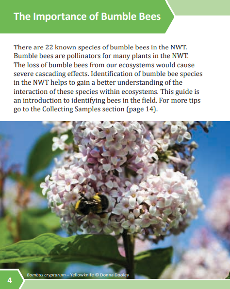 A Field Guide to Bumble Bees of the Northwest Territories, published by the Government of the Northwest Territories.