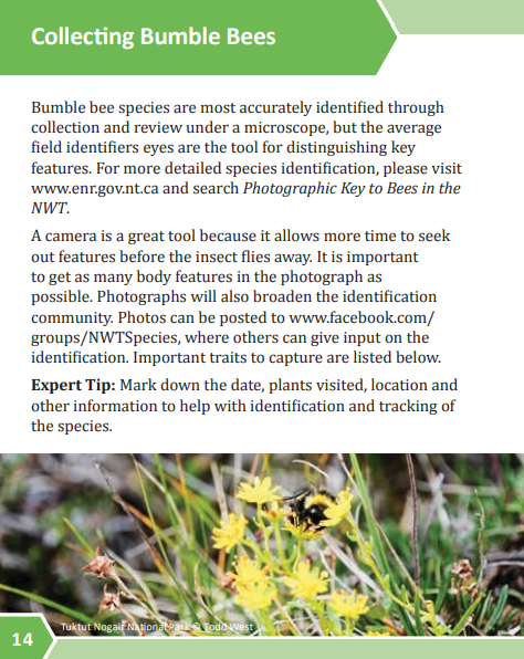 A Field Guide to Bumble Bees of the Northwest Territories, published by the Government of the Northwest Territories.