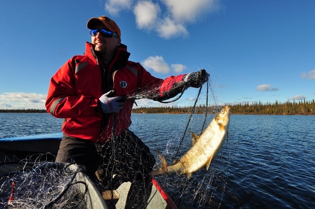 Ryan Gregory, Water Resources, ENR, GNWT pulling in a Łih (Lake Whitefish).  Photo:  Paul Vecsei, Golder Associates 