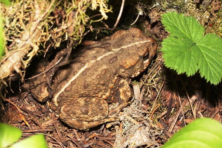 Western Toad (Photo credit: Walter Siegmund (Own work) [GCC BY-SA 3.0] 