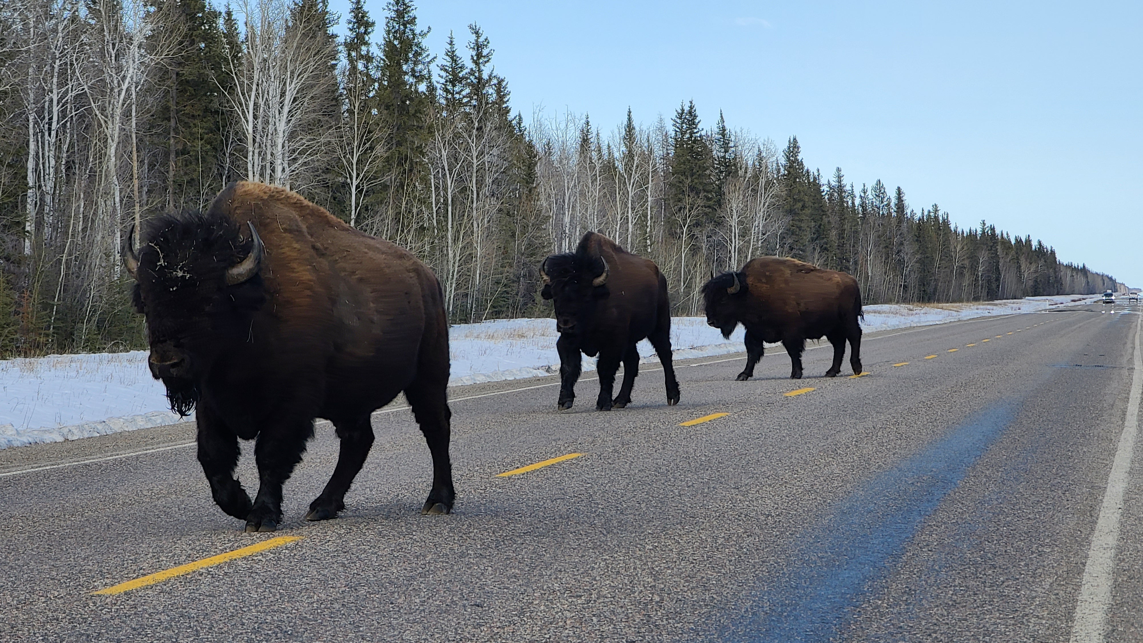 Photo Credit: John Nishi