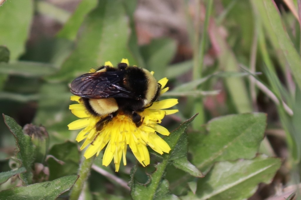 Yellow-banded kw'ıahnǫ (Bumblebee). Photo Credit: ‘Photo 40565289’, Catherine Graydon, Source: https://www.inaturalist.org/photos/40565289, some rights reserved (CC BY-NC).