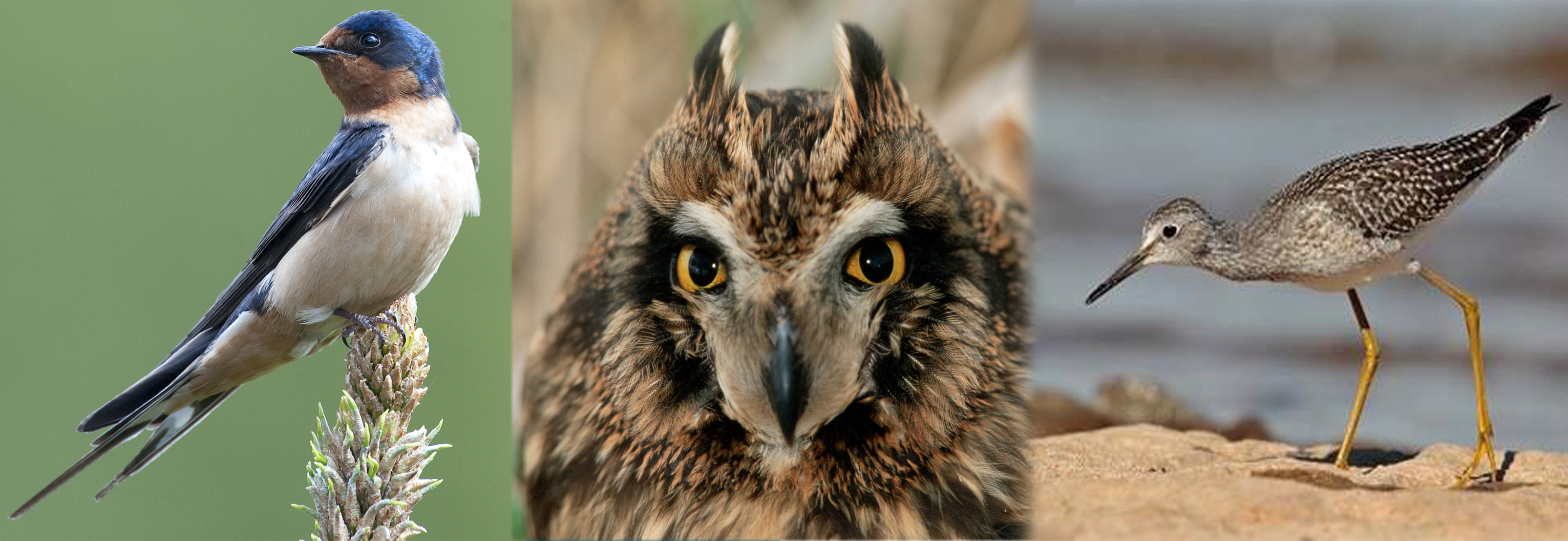 The WRRB recently approved the re-listing of three migratory birds at its September board meeting.