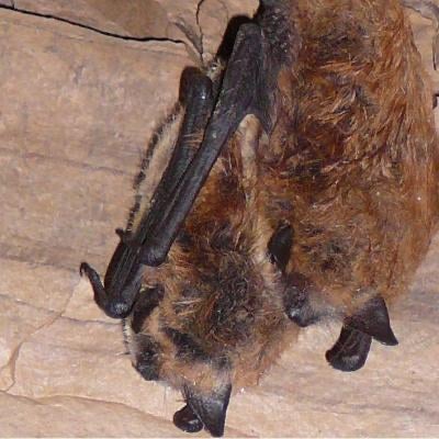 Little Brown Myotis - photo from https://www.nwtspeciesatrisk.ca/.../little-brown-myotis