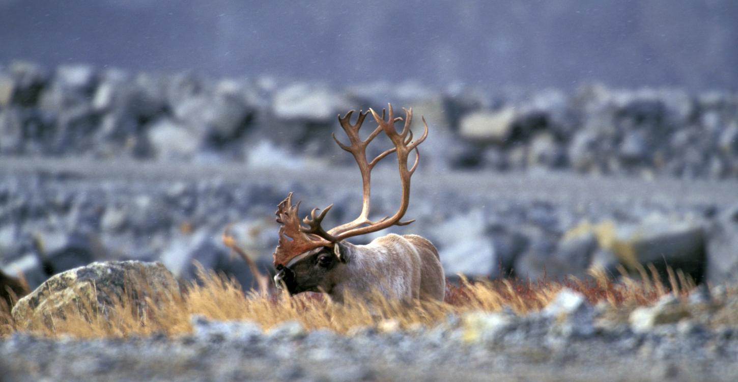 Photo credit: Jiri Hermann