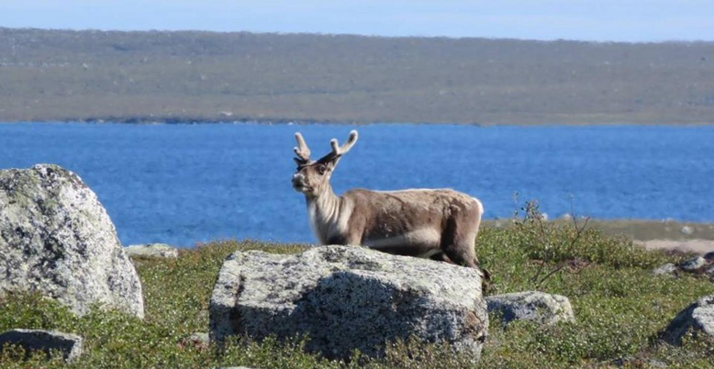Bathurst Caribou (Photo:  Catherine Graydon)