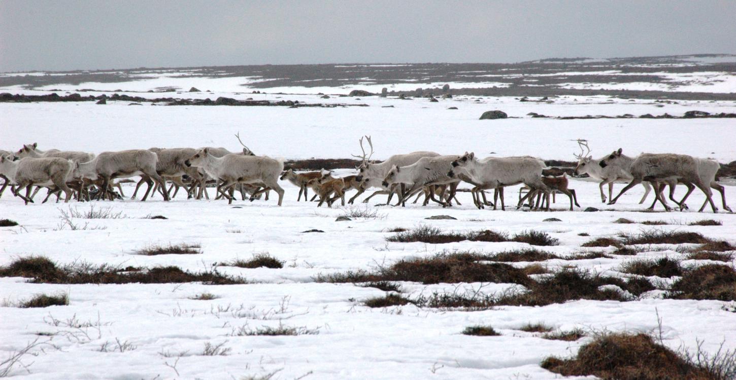 Photo Credit: Bruno Croft (GNWT)