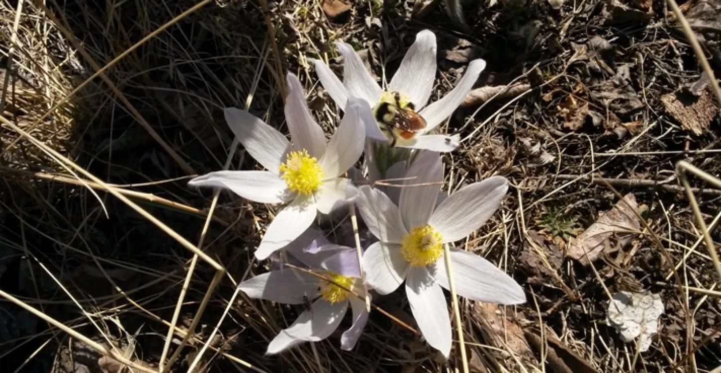 Bumble bee in Fort Smith, NWT (Photo:  Jody Pellissey, WRRB)
