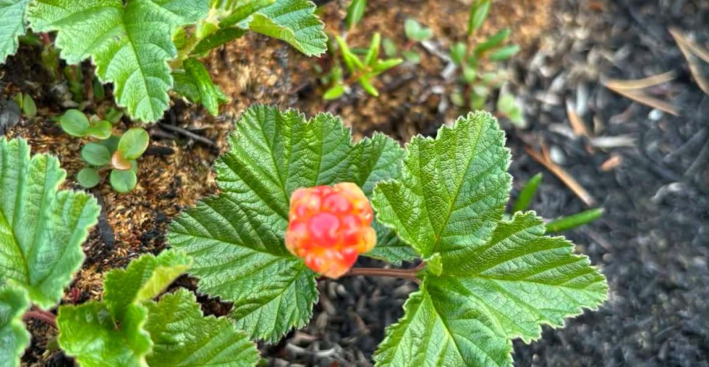 Photo: Nǫdlàa/gots’ǫkà (cloudberry) found between Yellowknife and Behchokǫ̀ July 2024, Christine Dunbar.