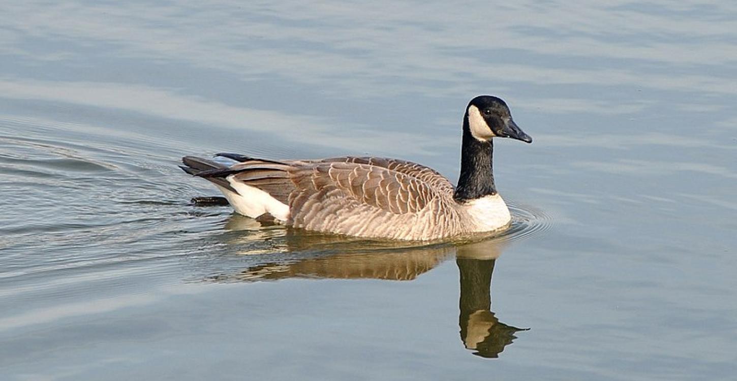 Photo Credit: Joe Ravi, Creative Commons, CC-BY-SA 3.0.