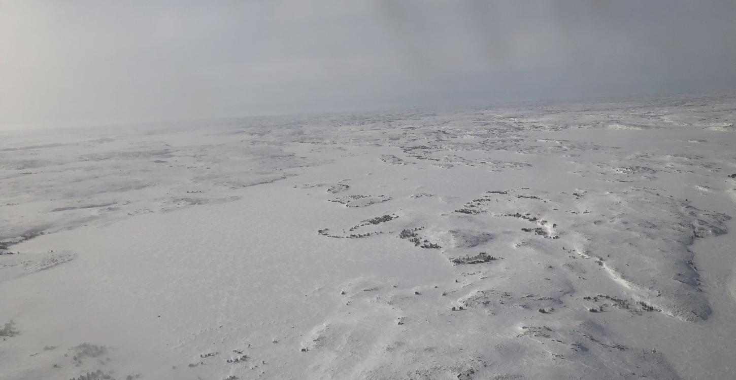 The WRRB did not approve the GNWT Department of Environment and Natural Resources moving forward with a reconnaissance survey for Kǫ̀k’èetı̀ Ekwǫ̀ this June. During its February board meeting, Board Members maintained that the survey will introduce unnecessary noise disturbance while the ɂekwǫ are calving. WRRB file photo