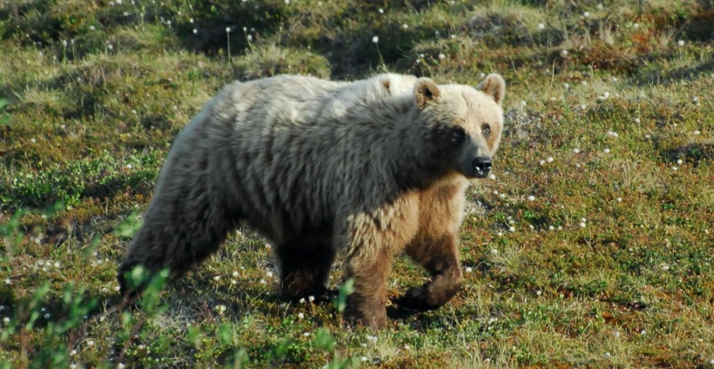 Grizzly bear (Photo: GNWT / D.Downing, ENR)