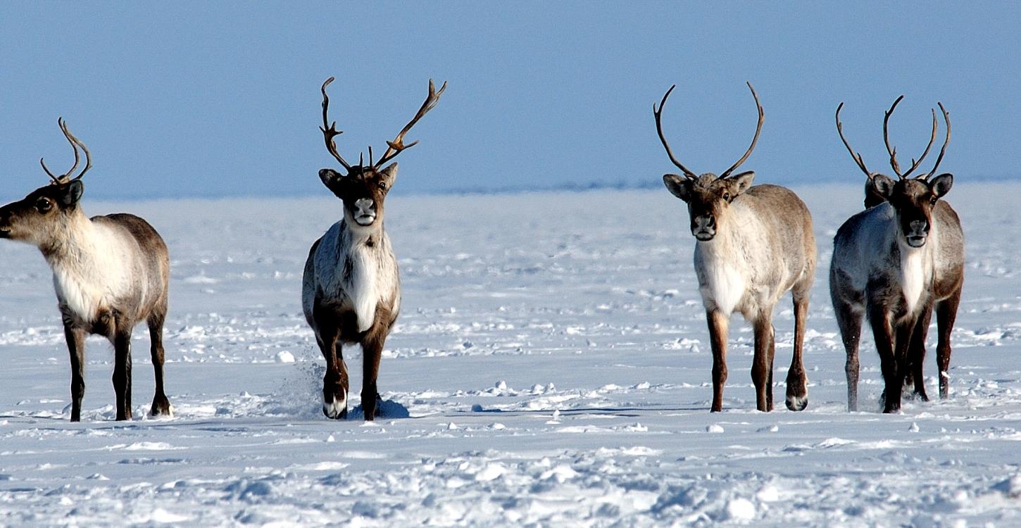 Photo credit: John Nagy, ENR. The Sahtì Ekwǫ̀ (Bluenose-East caribou) herd was reassessed this spring to a red-yellow status by the Advisory Committee for Cooperation on Wildlife Management. The Wek'èezhìı Renewable Resources Board is cautioning that it may be too premature to loosen restrictions on a herd that had a red low-level status though numbers appear to be increasing. 