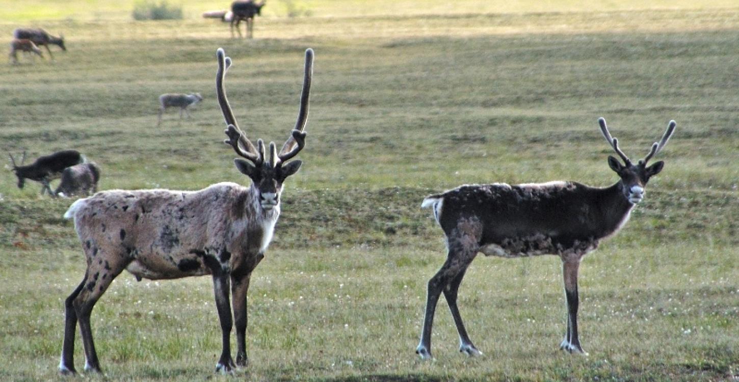 Bluenose-East caribou (Photo:  GNWT / B.Tracz) 