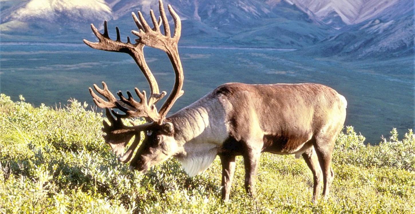 Barren ground caribou. Photo credit: Dean Biggins, USFWS