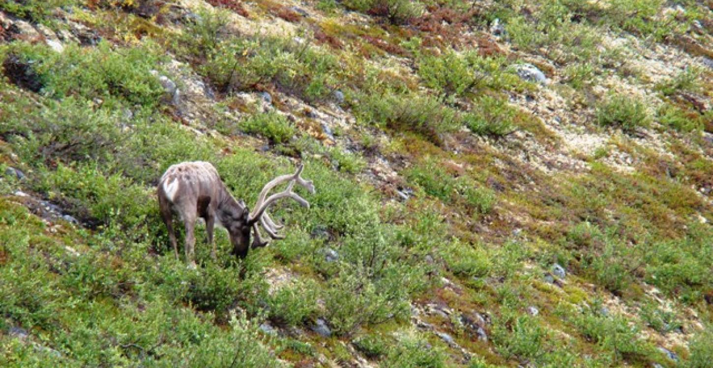 Bathurst caribou. Photo:  GNWT / J.Obst, ENR