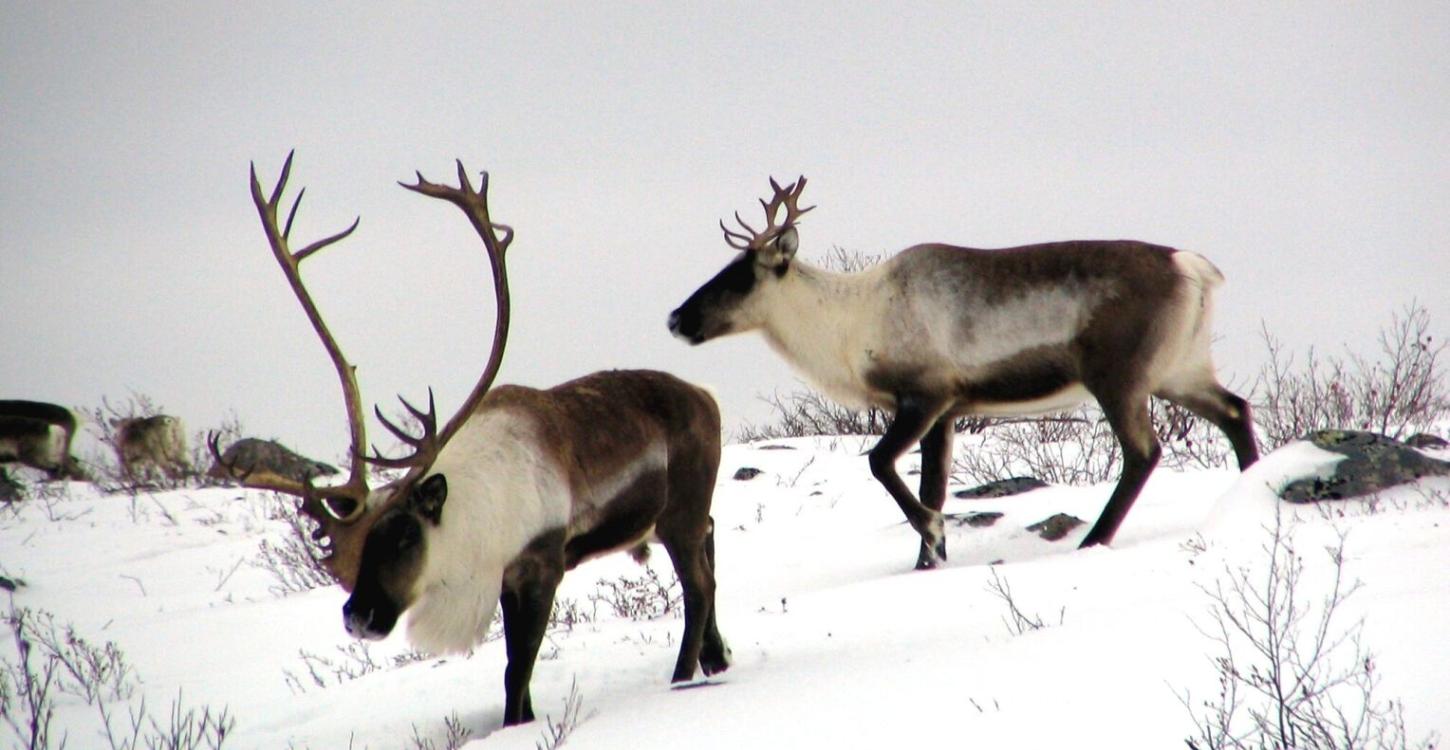 Photo credit: John Nagy/GNWT-ENR