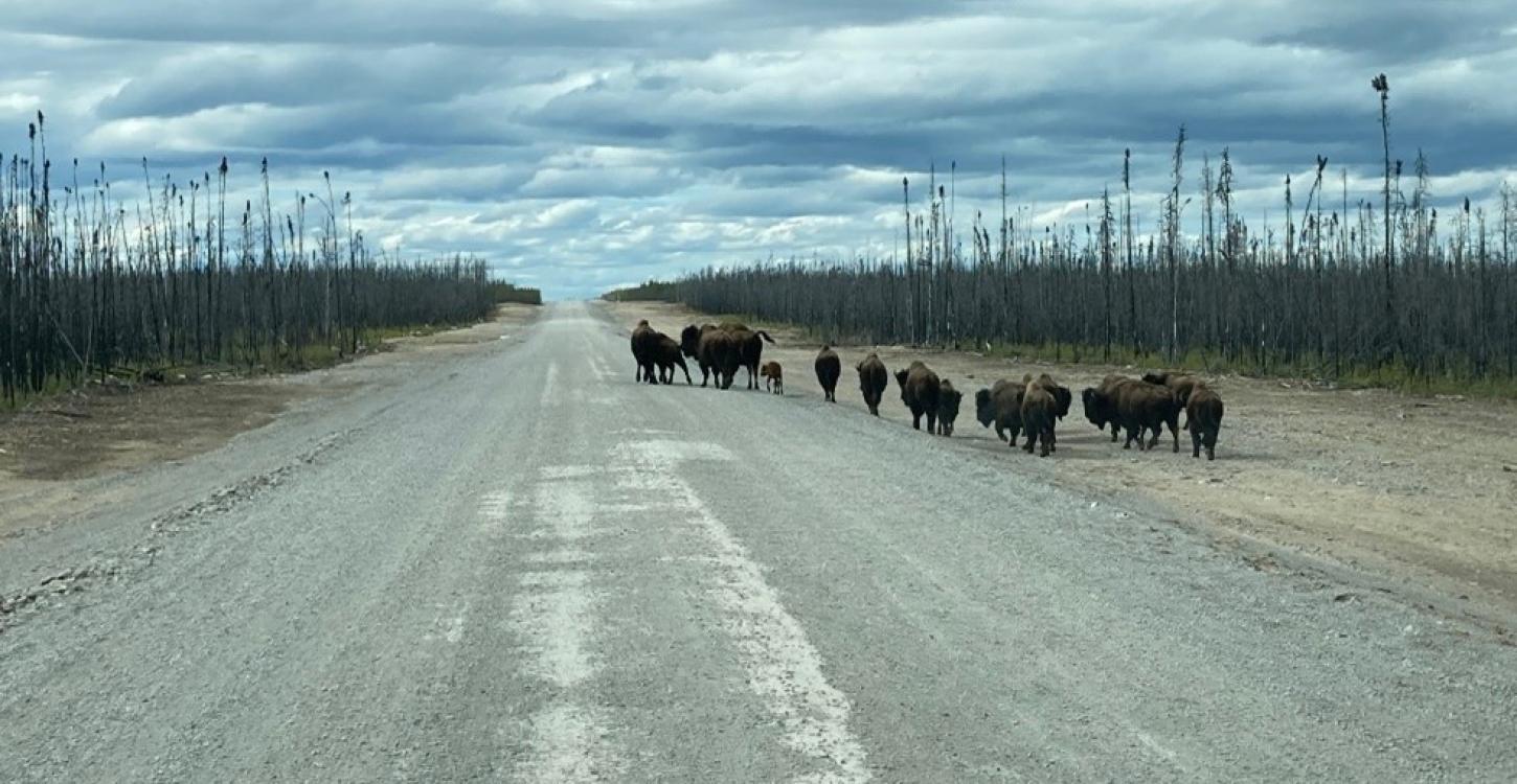 A herd of Bison on the new Tłı̨chǫ Highway. Photo credit: Bruno Pigeon, Peter Kiewit Sons ULC. 