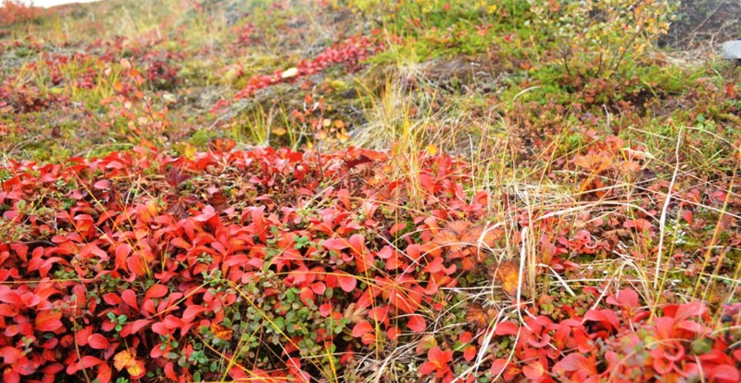 Ground vegetation on the Barrenlands near Daring Lake, NWT  (Photo:  Susan Beaumont, WRRB) 