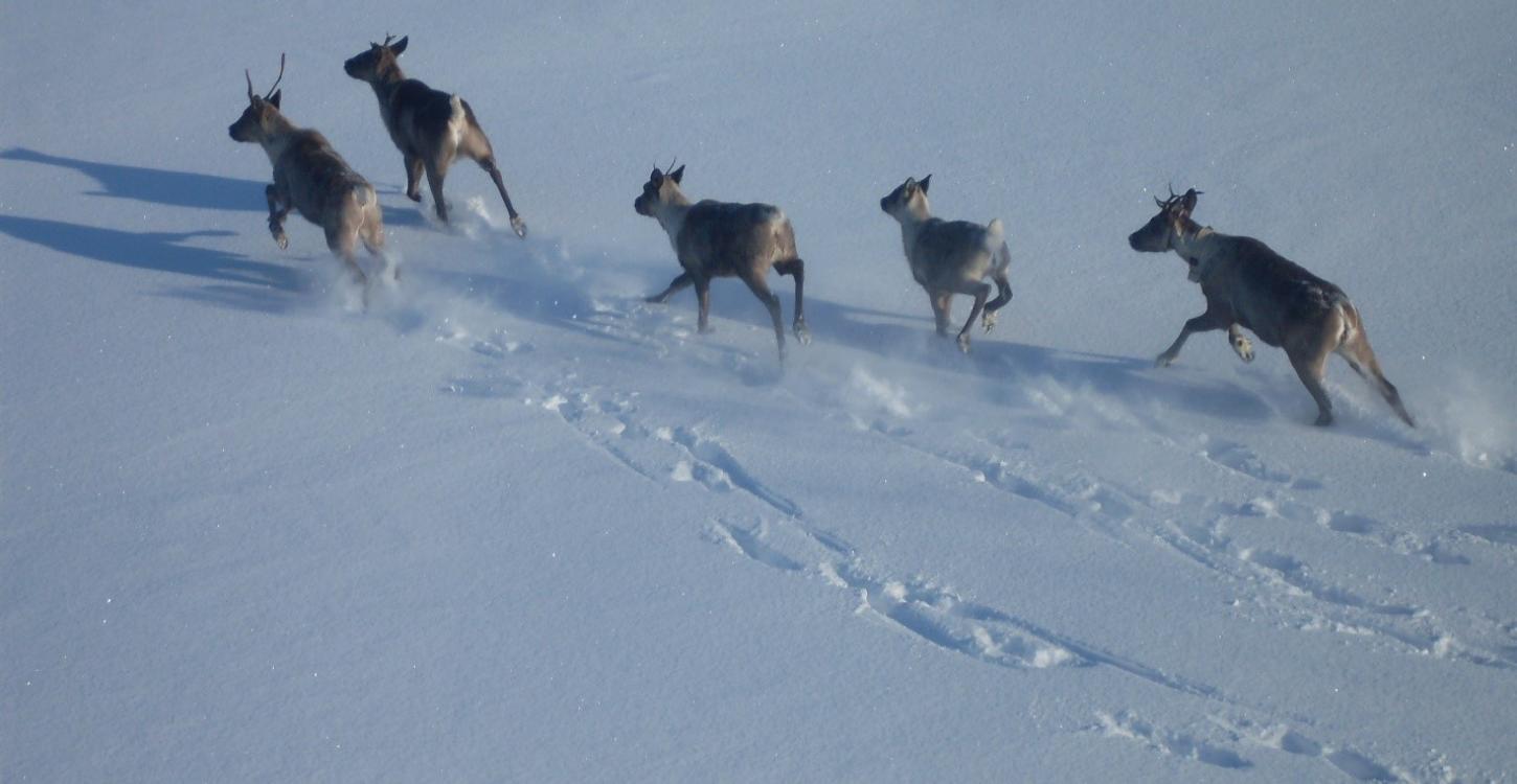 Photo Credit: D. Allaire, GNWT