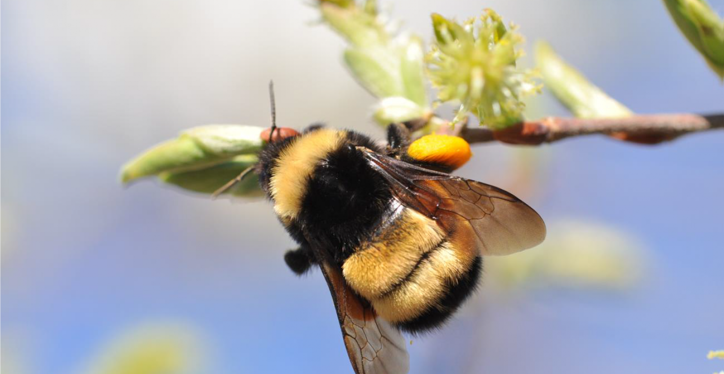 Queen Yellow-banded kw'ıahnǫ (Bumblebee) on willow, Ontario. Photo credit: Sarah Johnson. Used with permission