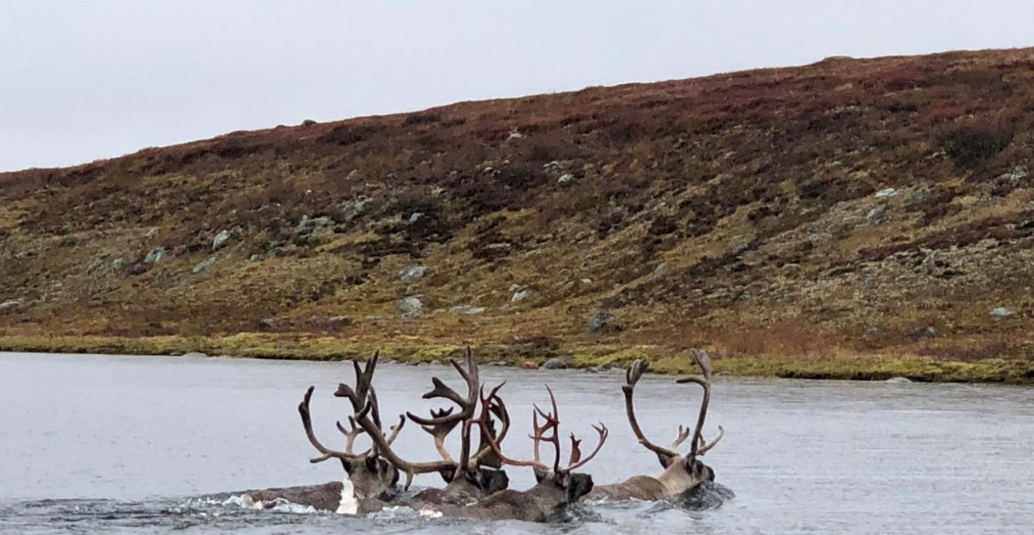 Small group of Caribou swimming across the Kǫk’èetı̀ (Contwoyto Lake). Photo credit: Aimee Guide, WRRB, 2020. 