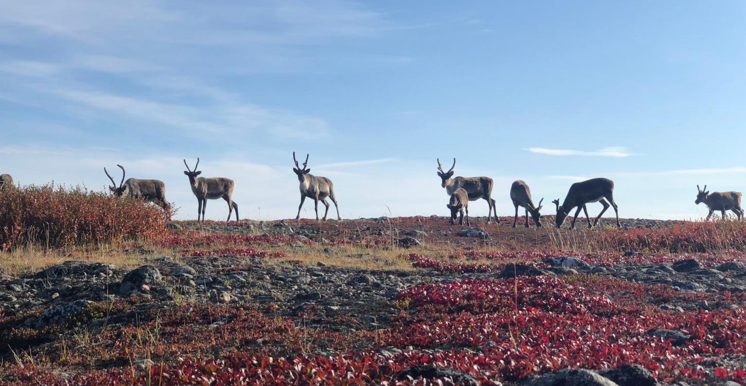 ɂekwǫ̀ (caribou) herd on the tundra during a Ekwǫ̀ Nàxoèhdee K’è outing. Photo credit: Aimee Guile, WRRB. 