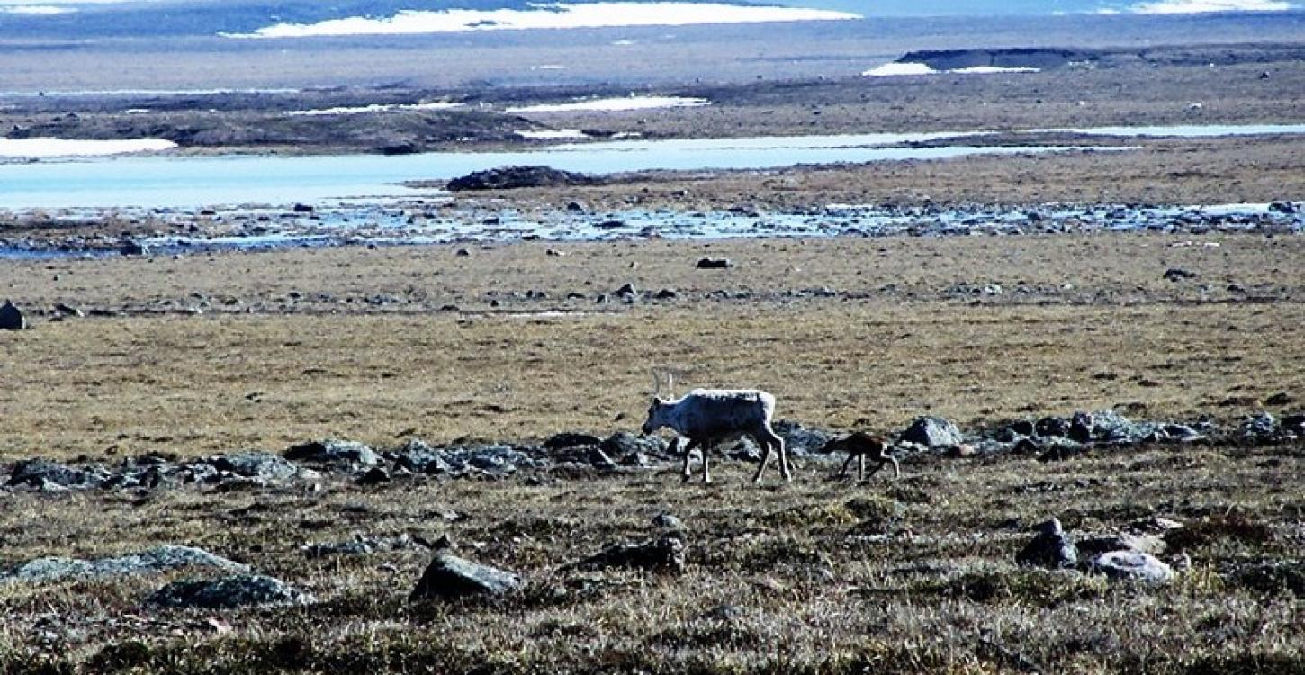 Bathurst caribou cow and calf on the calving grounds (Photo: WRRB)