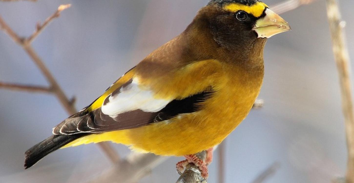 Adult male Evening Grosbeak sporting its brilliant yellow markings (Photo: Mdf / Wikimedia Commons :  CC BY 2.0) 