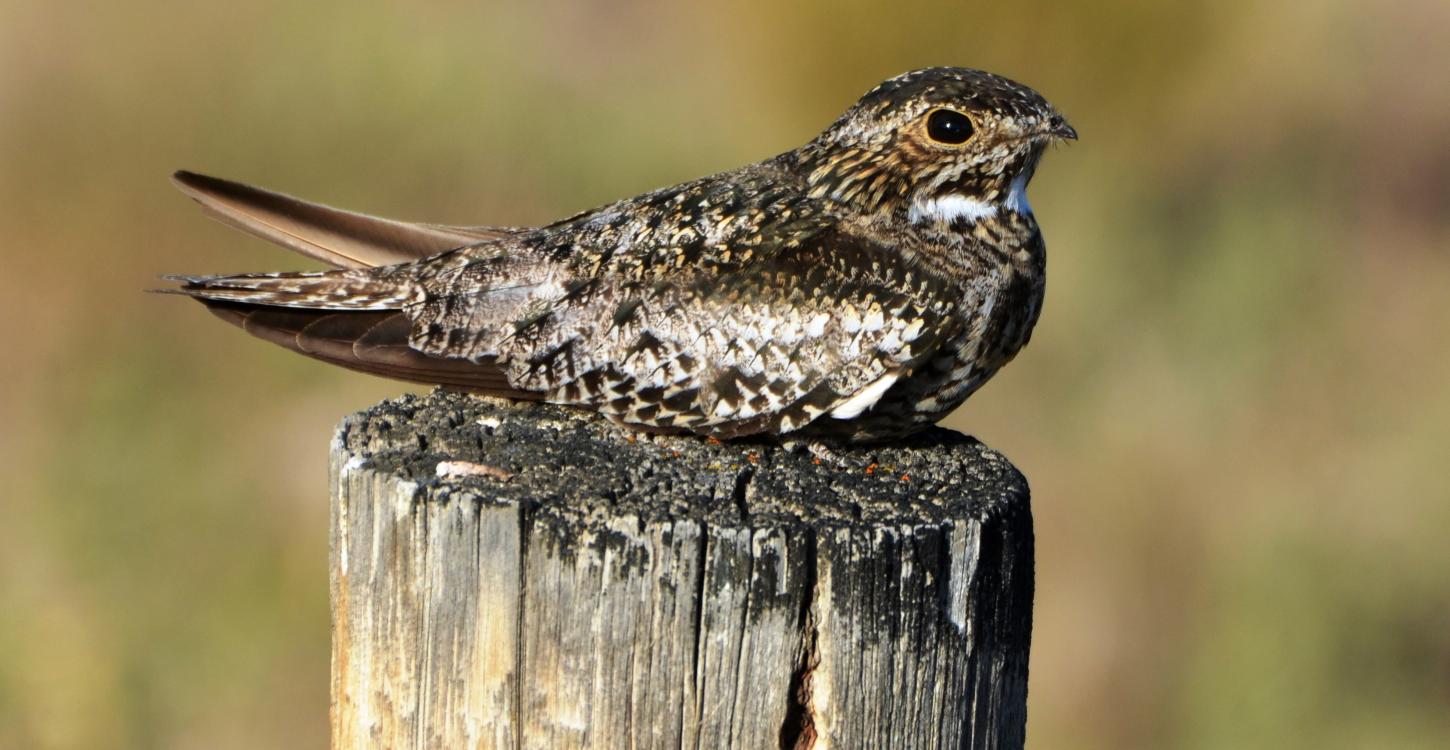 Andy Reago &amp; Chrissy McClarren [CC BY 2.0 (https://creativecommons.org/licenses/by/2.0)]