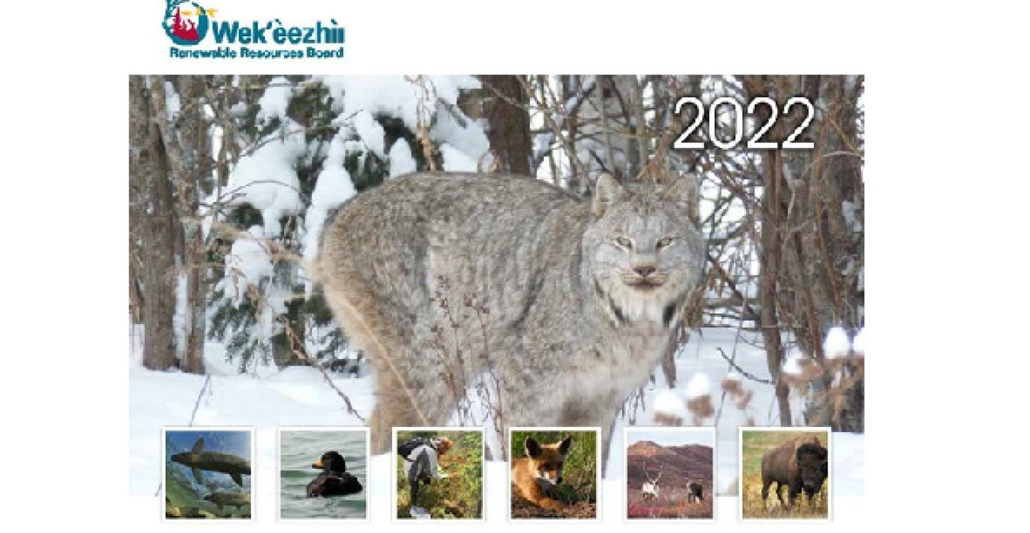 Front cover of our 2022 calendar. Image credit: WRRB. 