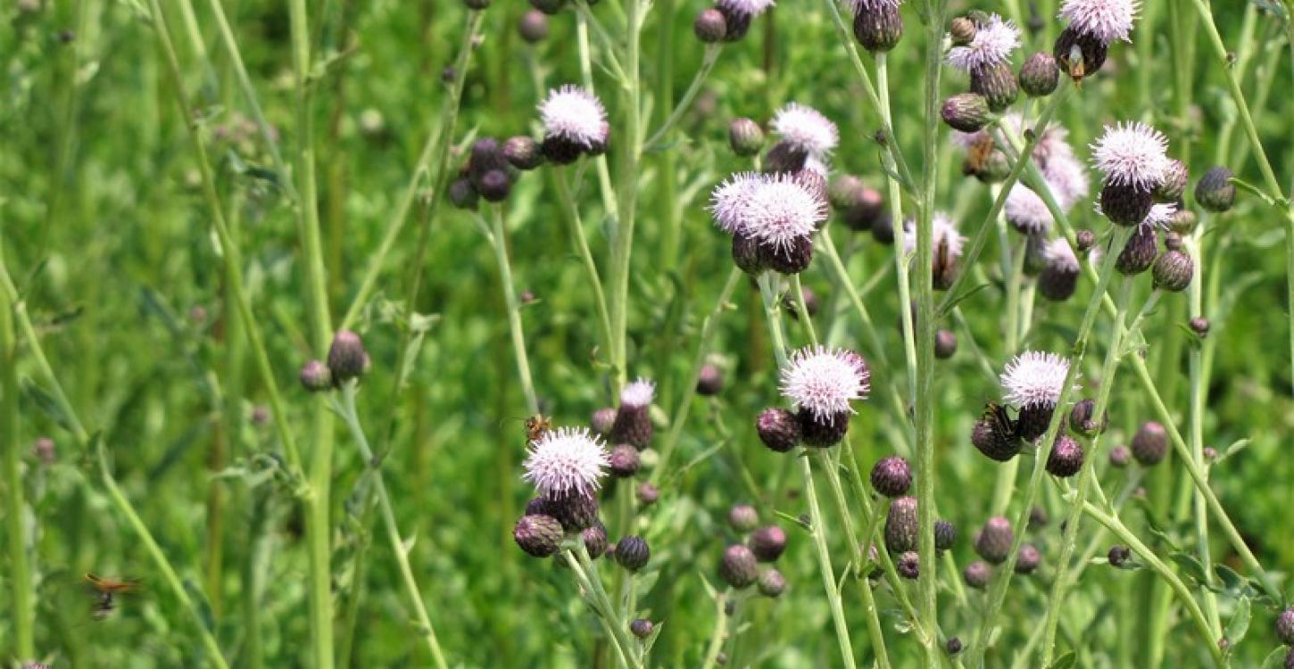 Photo: Creeping Thistle. This invasive plant is making its appearance in parts of the NWT (Lmmahood /Wikimedia Commons / CC BY-SA 3.0)