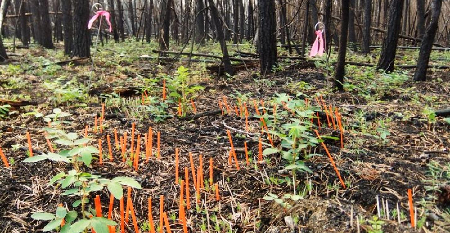Complete vegetation plot with all tree saplings marked for monitoring (Photo: Xanthe Walker, University of Saskatchewan)