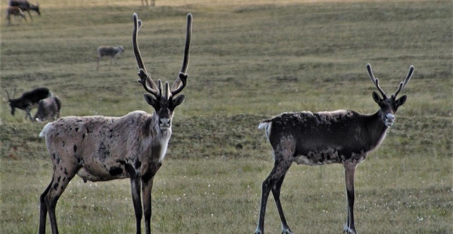 Bluenose-East caribou (Photo:  GNWT / B.Tracz, ENR)
