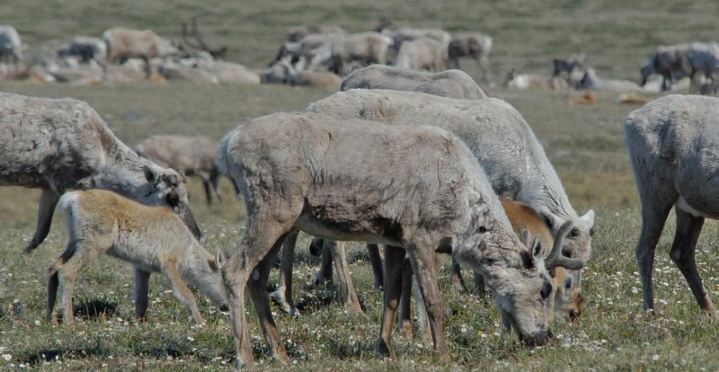 Bluenose-East caribou (GNWT / B.Tracz, ENR)