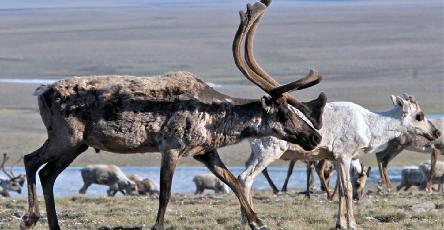 Bluenose-East Caribou (Photo:  GNWT / B. Tracz, ENR)