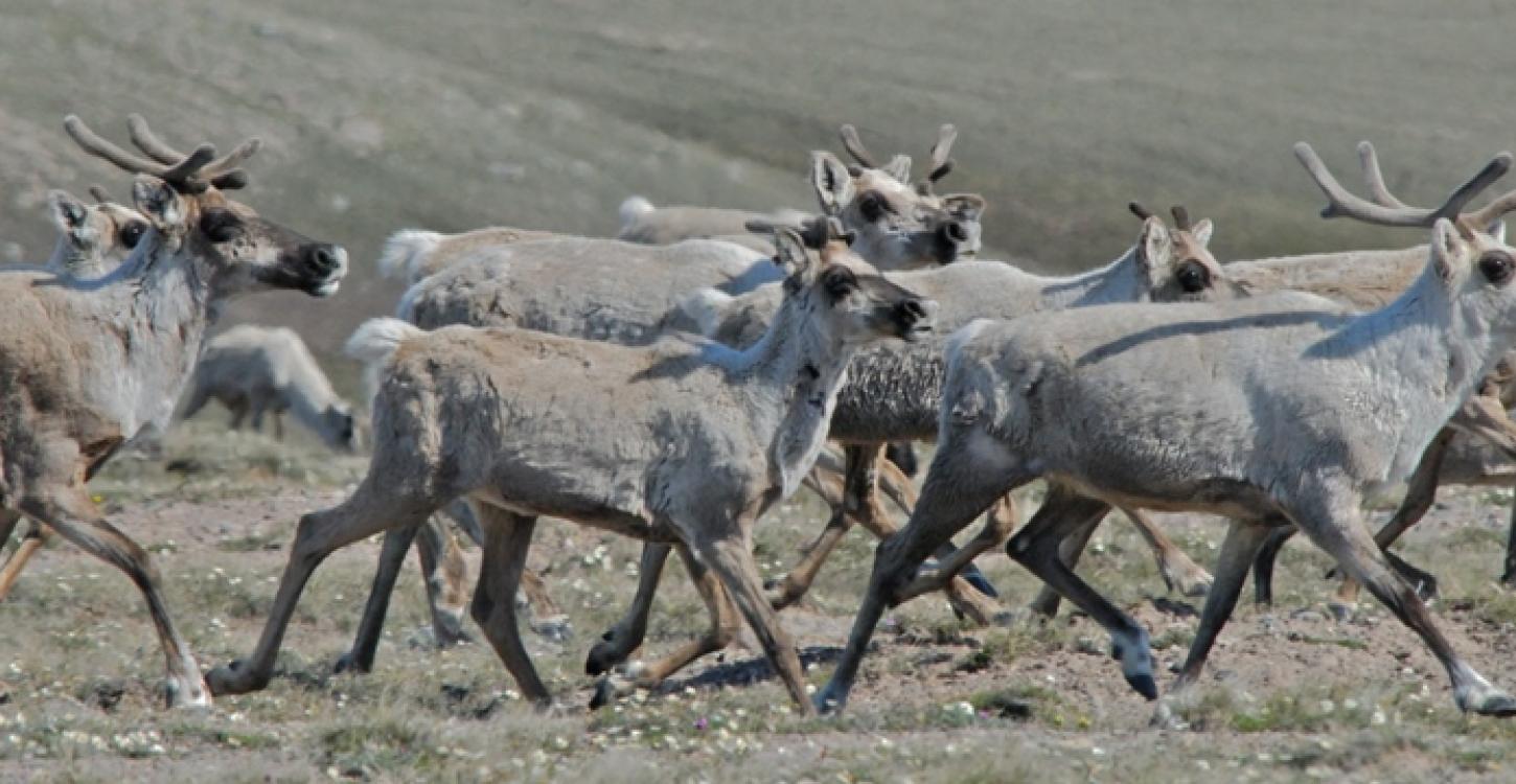 Bluenose-East Caribou (Photo:  GNWT / B. Tracz, ENR)
