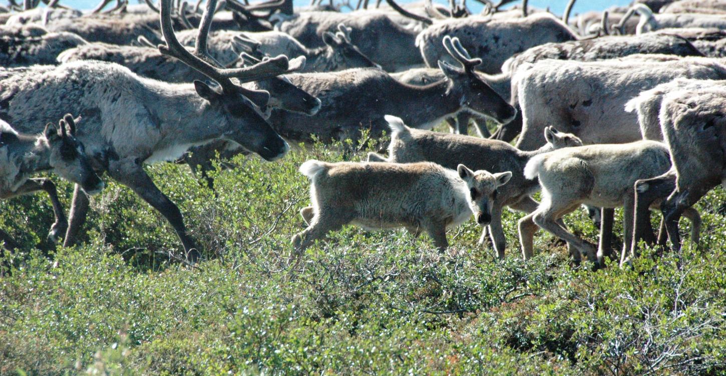 Photo Credit: Bruno Croft (GNWT)