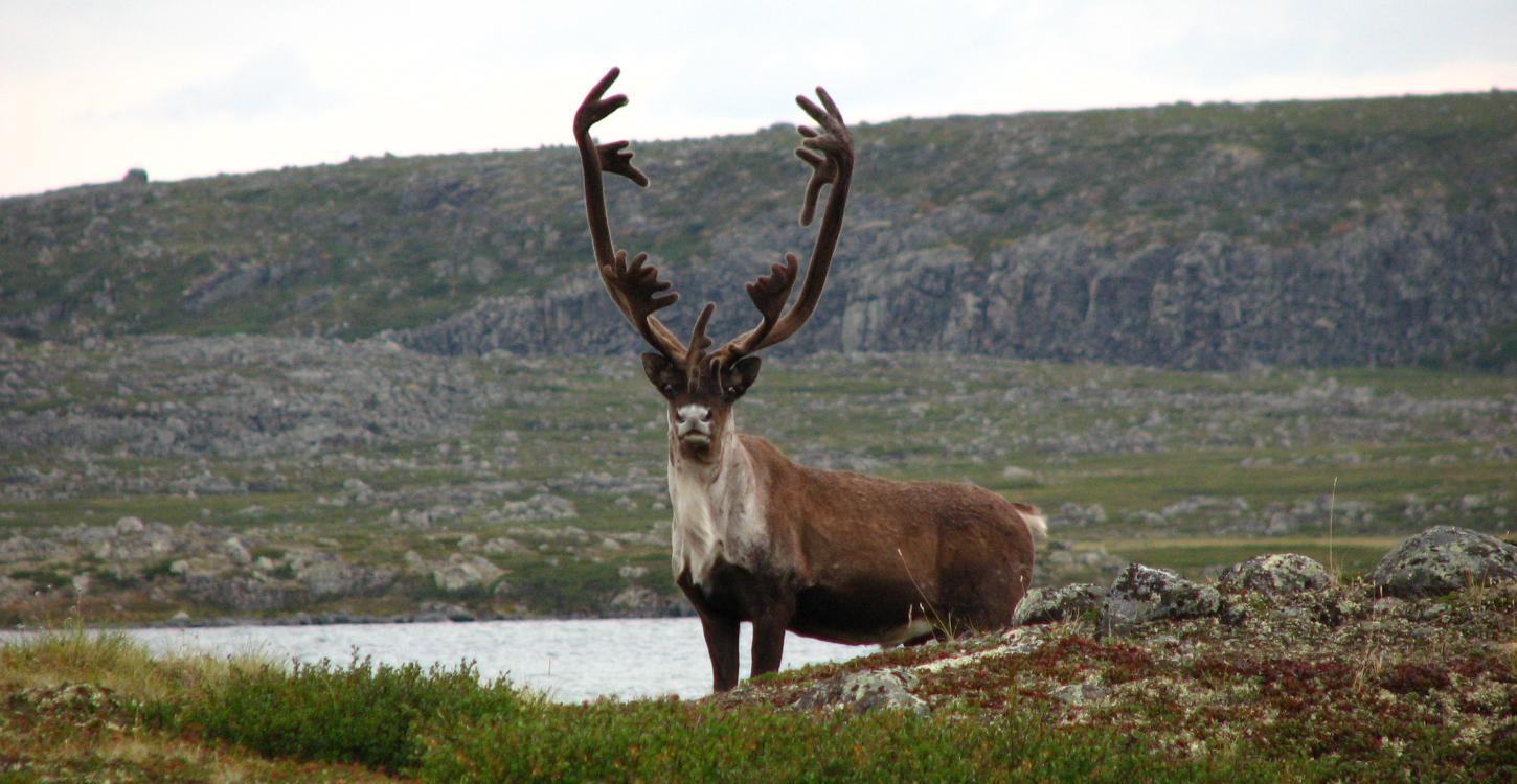 The WRRB accepted a recommendation from the Bathurst Caribou Advisory Committee's (BCAC) annual status review which states that Kǫk’èetı ekwǫ̀ (bathurst caribou) numbers are at historic low numbers. Photo by Andy Krisch/ENR