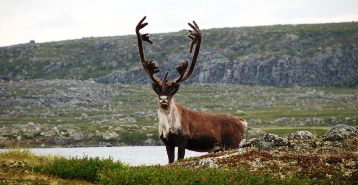 Bathurst caribou on the Barren lands (Photo:  GNWT / A Krisch)