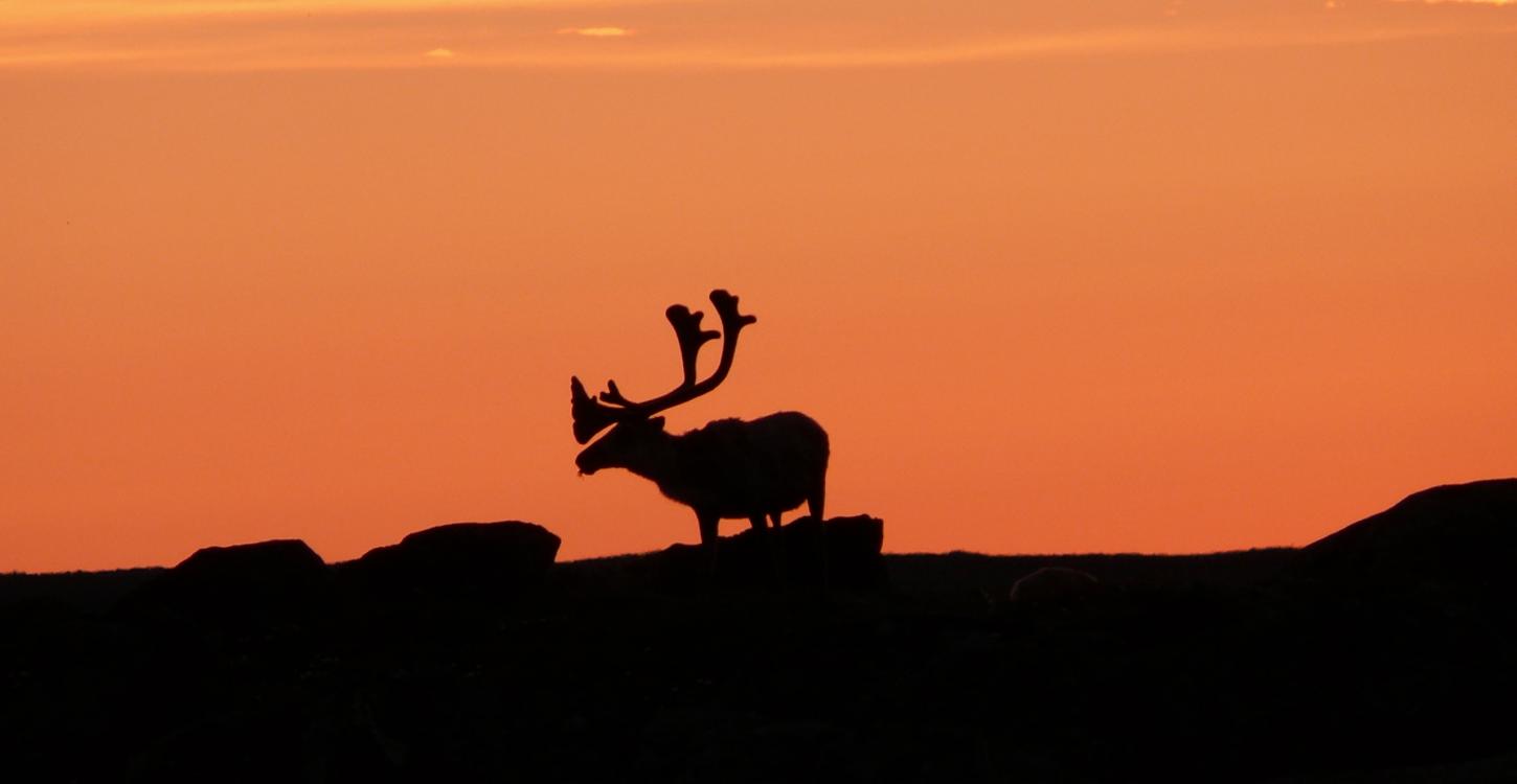 Photo Credit: D. Dewar, ENR